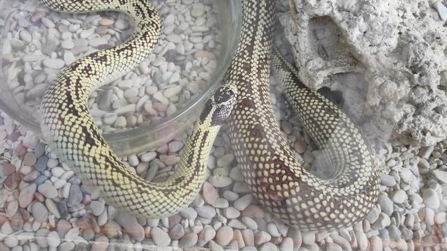 close up of a snake