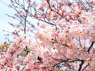 桜