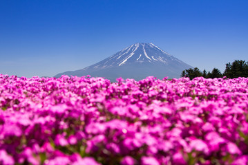 Mt. Fuji and enjoy the cherry blossom at spring every year. Mt. Fuji is the highest mountain in Japan.