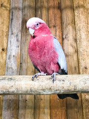 鳥　オウム　鸚鵡