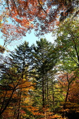 아름다운 가을 숲