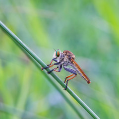 dragonfly on a green leaf