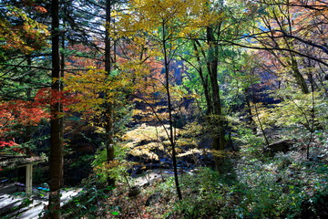 아름다운 가을 숲