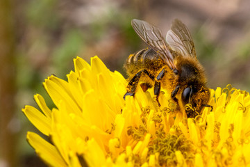 Bee on flower