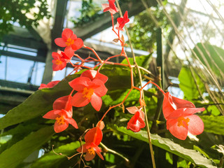 花　植物