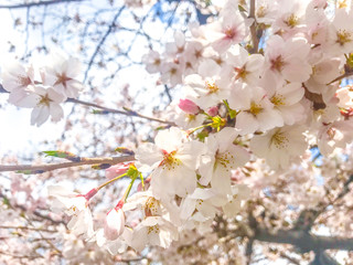 さくら　サクラ　桜　花