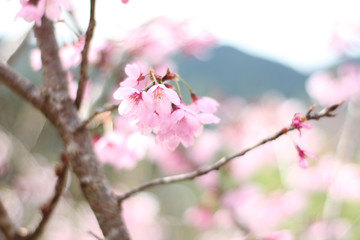 桜