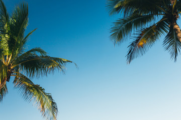 Naklejka na ściany i meble coconut palm leaves on a background of blue clear sky, summer background, travel, nature. Frame