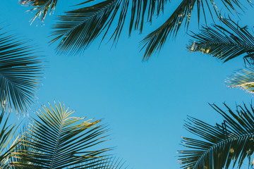 coconut palm leaves on a background of blue clear sky, summer background, travel, nature. Frame