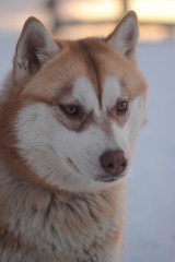 portrait of a siberian husky