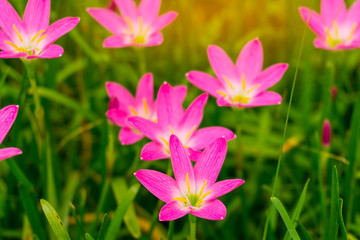 Beautiful little pink Rain lily petals blooming on fresh green linear leaves,  called in Rain Flower plant for landscaped design
