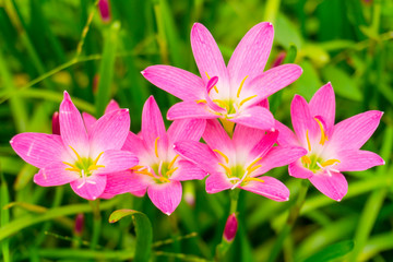 Beautiful little pink Rain lily petals blooming on fresh green linear leaves,  called in Rain Flower plant for landscaped design