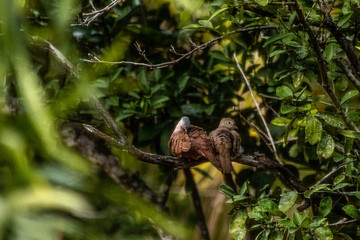 naturaleza