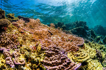 Obraz premium Pristine and colorful coral reef in crystal clear blue water
