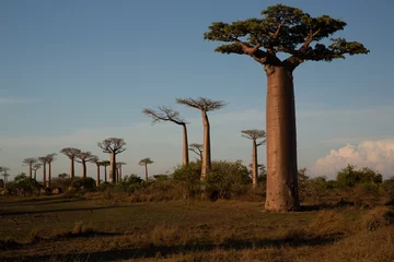 Foto auf Acrylglas Schöne Baobab-Bäume bei Sonnenuntergang an der Allee der Baobabs in Madagaskar © vaclav