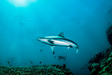 Fototapeta na wymiar Grey reef shark swimming peacefully in open ocean around spectacular coral reef