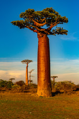 Beautiful Baobab trees at sunset at the avenue of the baobabs in Madagascar