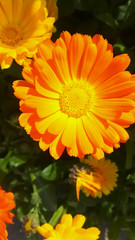 A well focused orange colored flower taken in the foreground, with cut out as the wallpaper