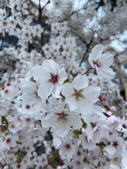pink cherry blossom