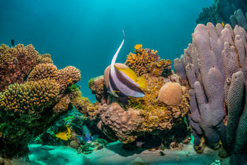 Tropical reef fish swimming among colorful coral reef