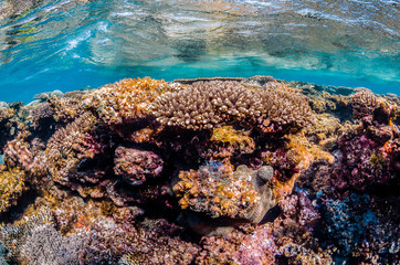 Pristine and colorful coral reef in crystal clear blue water