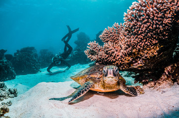 Snorkeler enjoying a swim with a green sea turtle in the wild