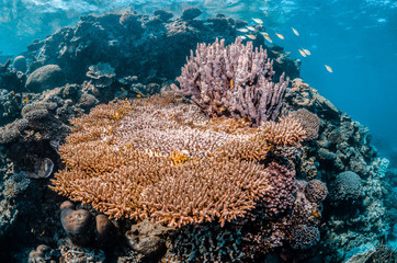 Pristine and colorful coral reef in crystal clear blue water