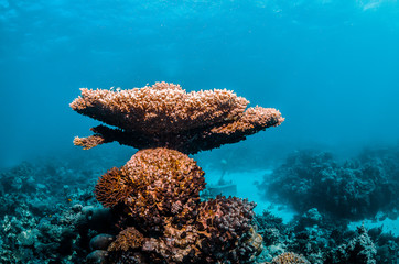 Pristine and colorful coral reef in crystal clear blue water