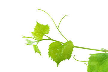 Grape leaves 
