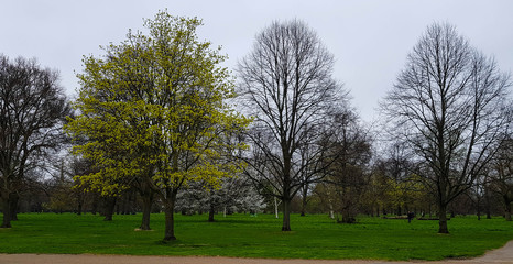 Obraz premium London Park