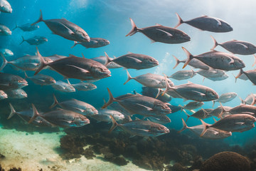 Fototapeta na wymiar Pelagic schooling fish swimming in deep blue ocean