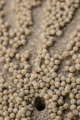 Pattern on sand crab house close up