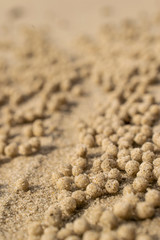 Fototapeta na wymiar Pattern on sand crab house close up