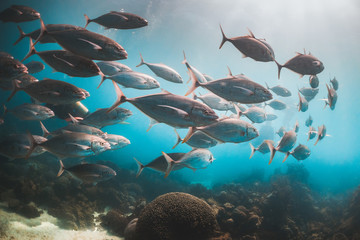 Pelagic schooling fish swimming in deep blue ocean
