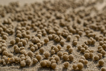 Pattern on sand crab house close up