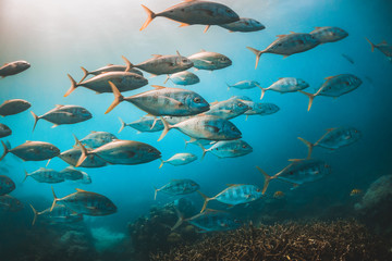 Schooling pelagic fish in clear blue water - obrazy, fototapety, plakaty