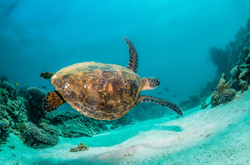 Green sea turtle swimming among colorful coral reef