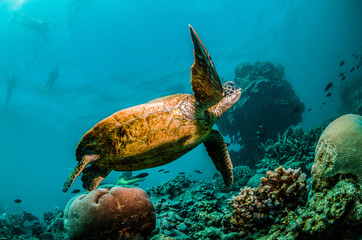 Naklejka na ściany i meble Green sea turtle swimming among colorful coral reef