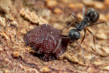 Macro Photo of Scale Insect with Black Garden Ant on Tree Bark