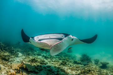 Manta ray swimming in the wild in clear turquoise water