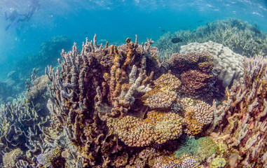Colorful coral reef in shallow clear water
