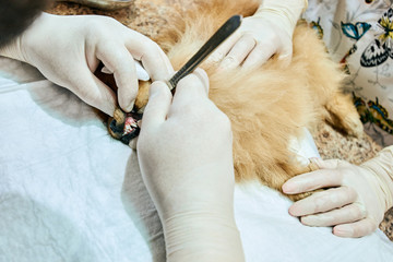 Closeup photo of veterinarian removing teeth of pomeranian spitz