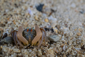 crab on the sand