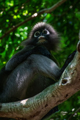 Leaf eating monkey grey langur thailand