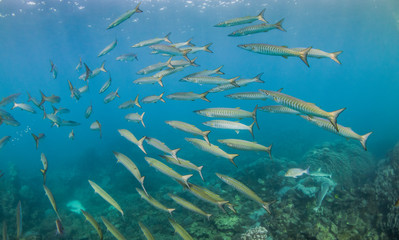 Fototapeta na wymiar Schooling pelagic fish in clear blue water