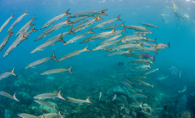 Naklejka na ściany i meble Schooling pelagic fish in clear blue water