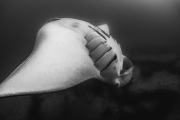 Black and white manta ray in the wild