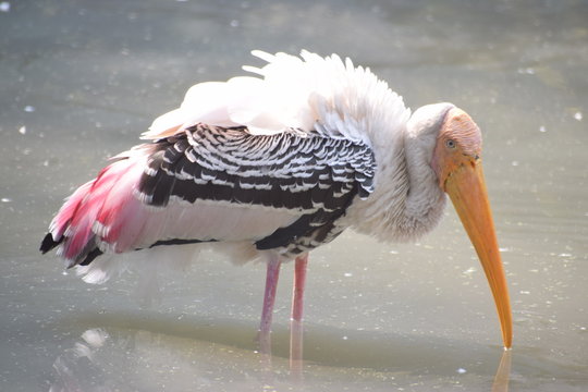 Yellow Billed Stork