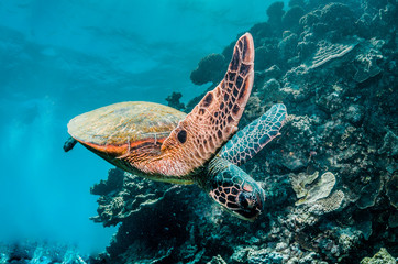 Naklejka na ściany i meble Green sea turtle swimming among colorful coral reef