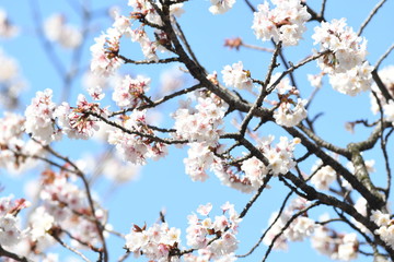 桜の花と青空